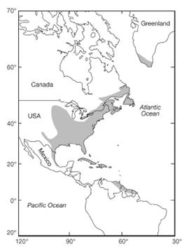 eel distribution